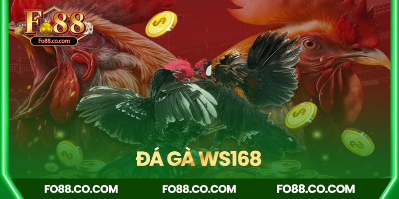 Đá gà WS168 - Hệ thống đẳng cấp